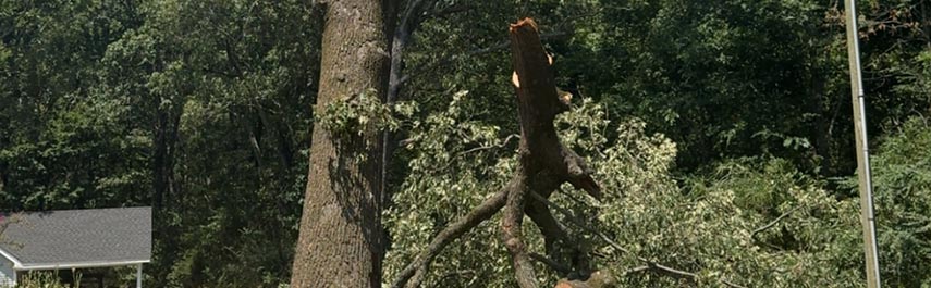 Tree Expert Services