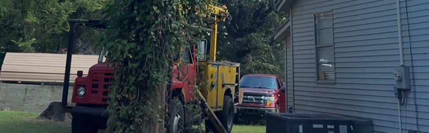 Emergency Tree Removal Services