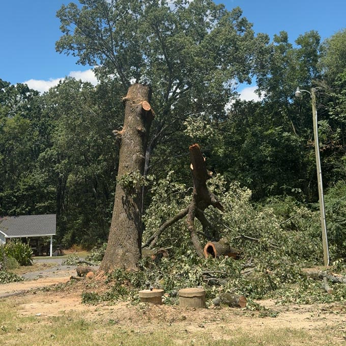 Robinson Tree Service LLC Arborist Services