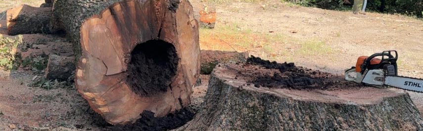 Tree Removal Services